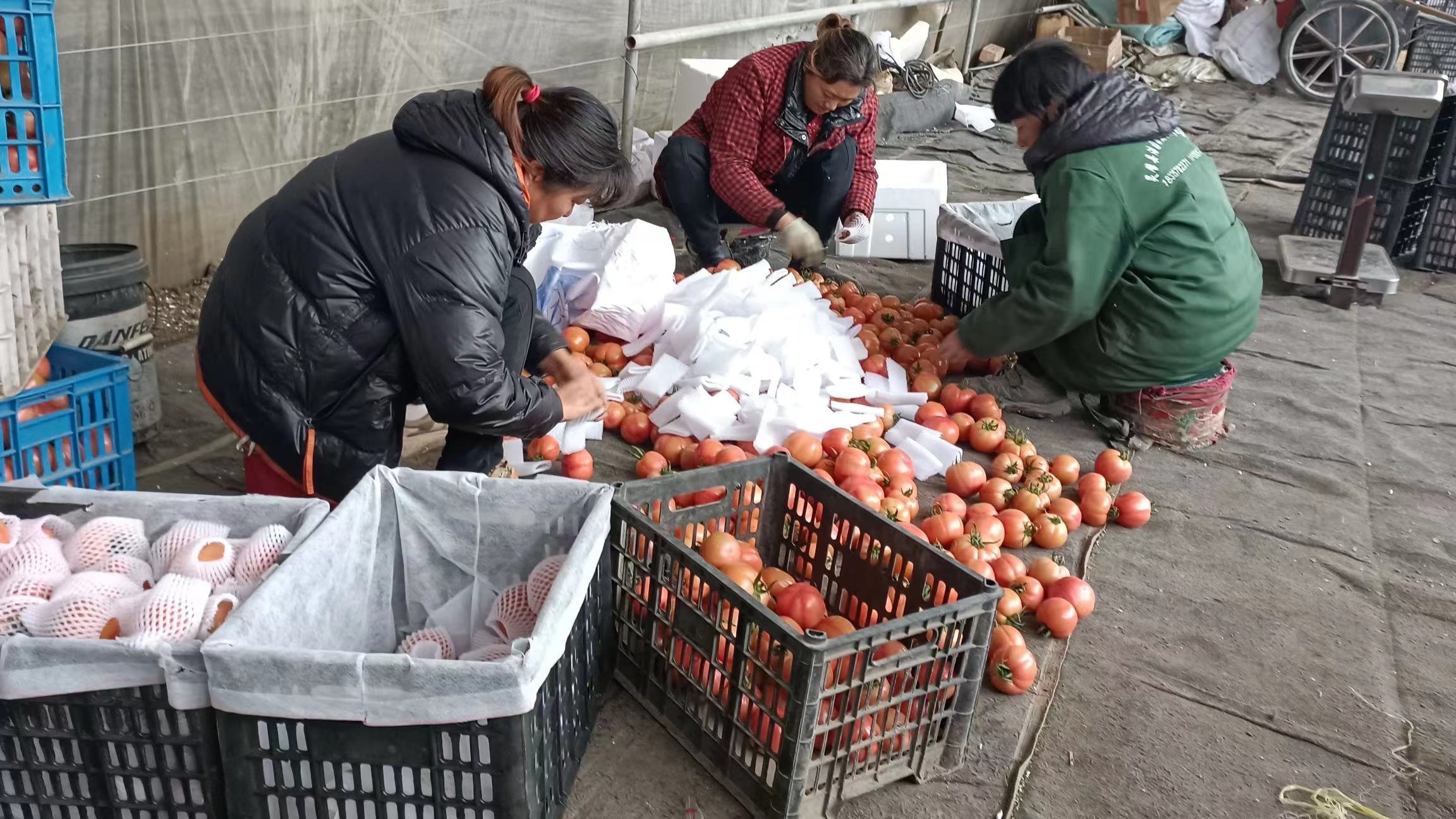 灵璧县浩园果蔬种植专业合作社工人在分拣西红柿。