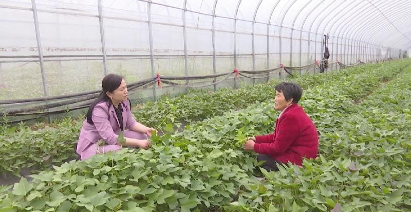 刘惠贞（左）在忠陈村的蜜薯育苗大棚，查看苗种的生长情况，手把手教村民科学育苗。