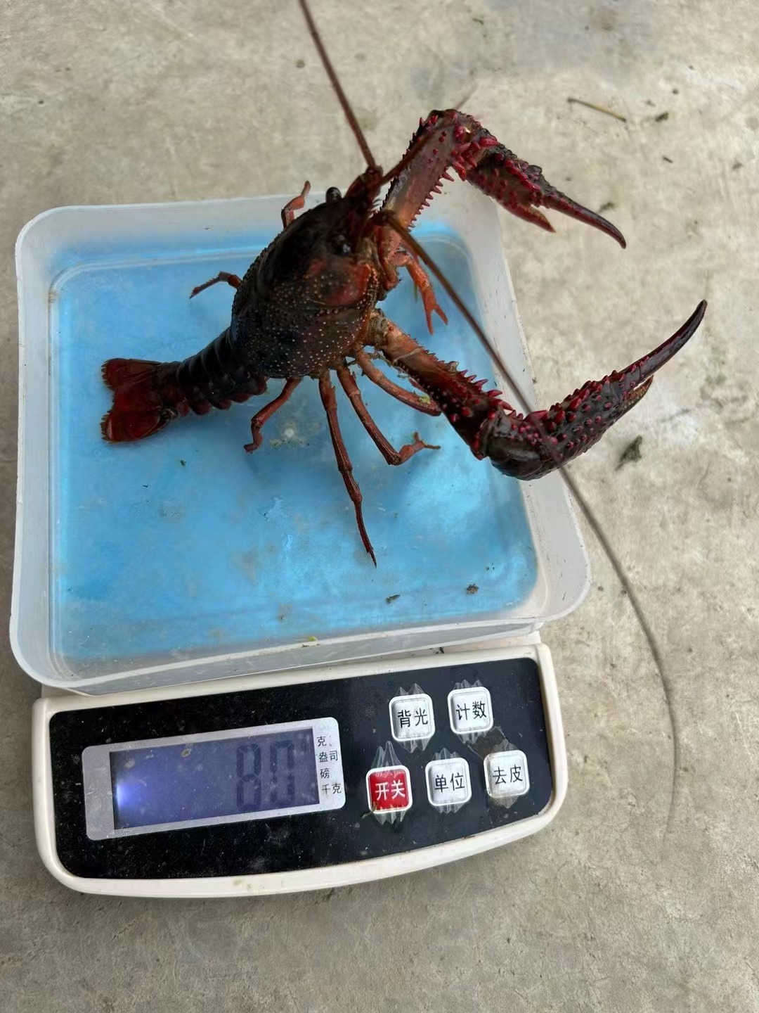 安徽当涂:小龙虾缘何"后来居上"