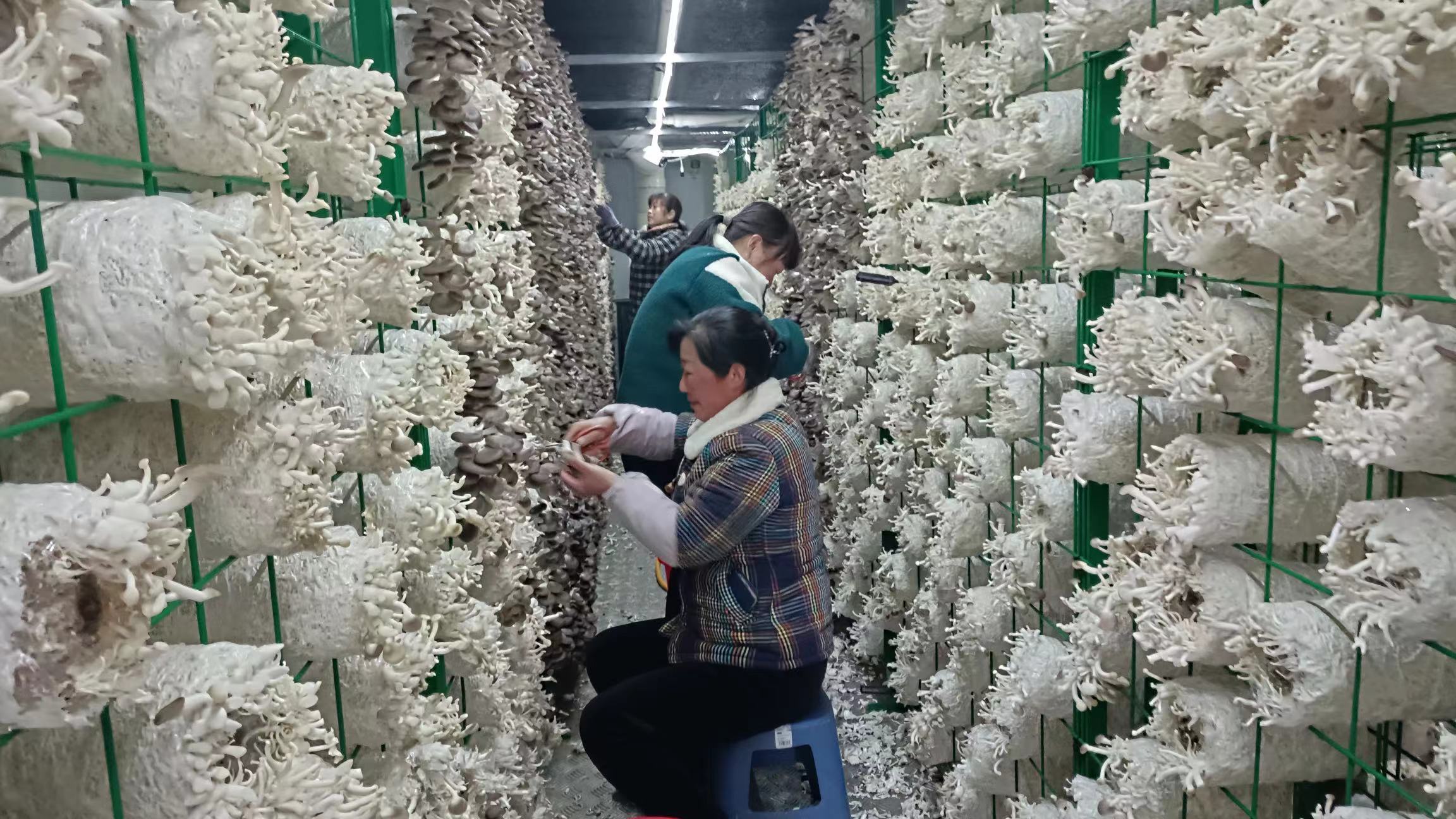 安徽蕈苑生物科技有限公司工人采摘秀珍菇。