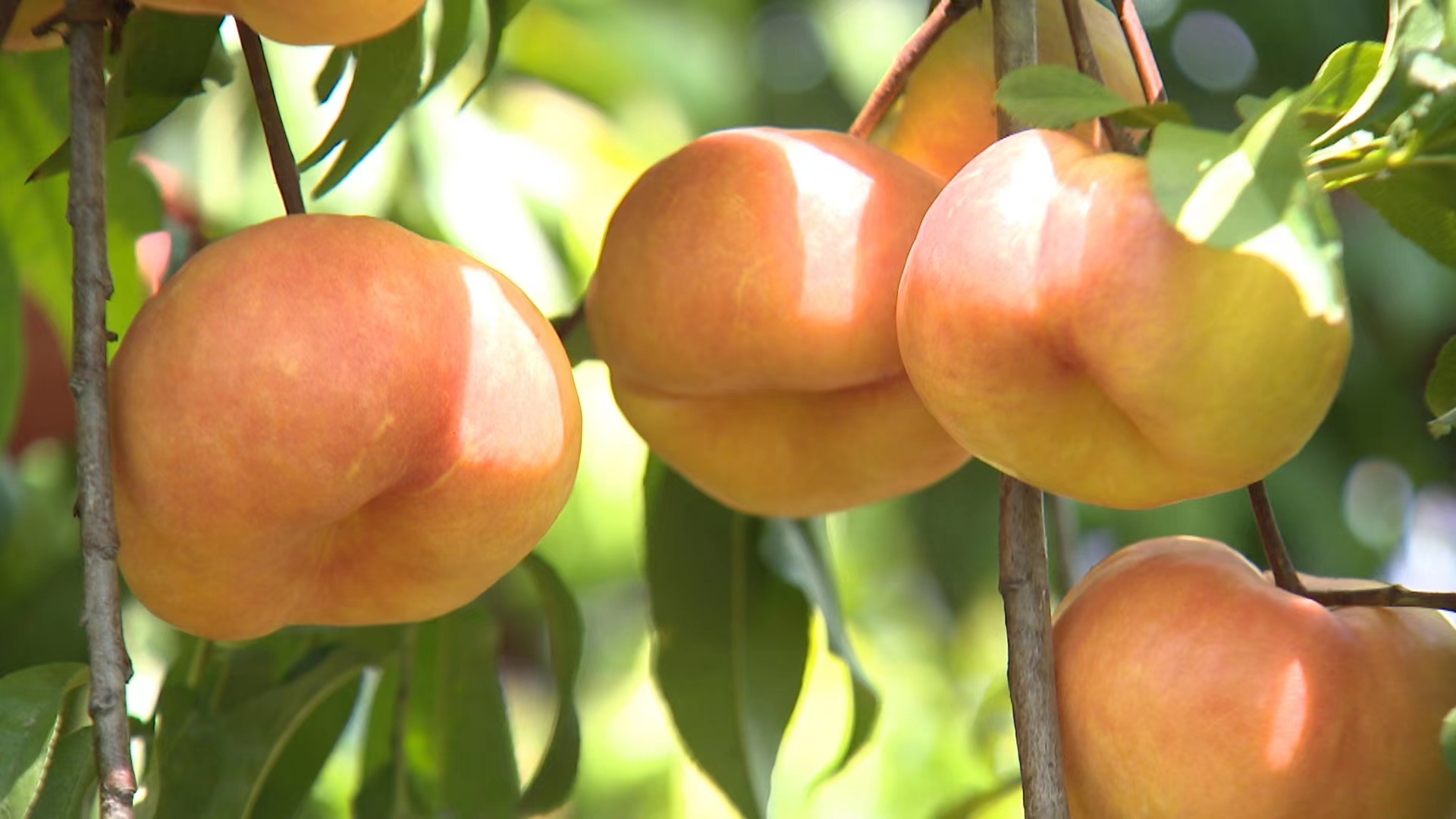 谯城区古城镇蟠桃飘香富农家