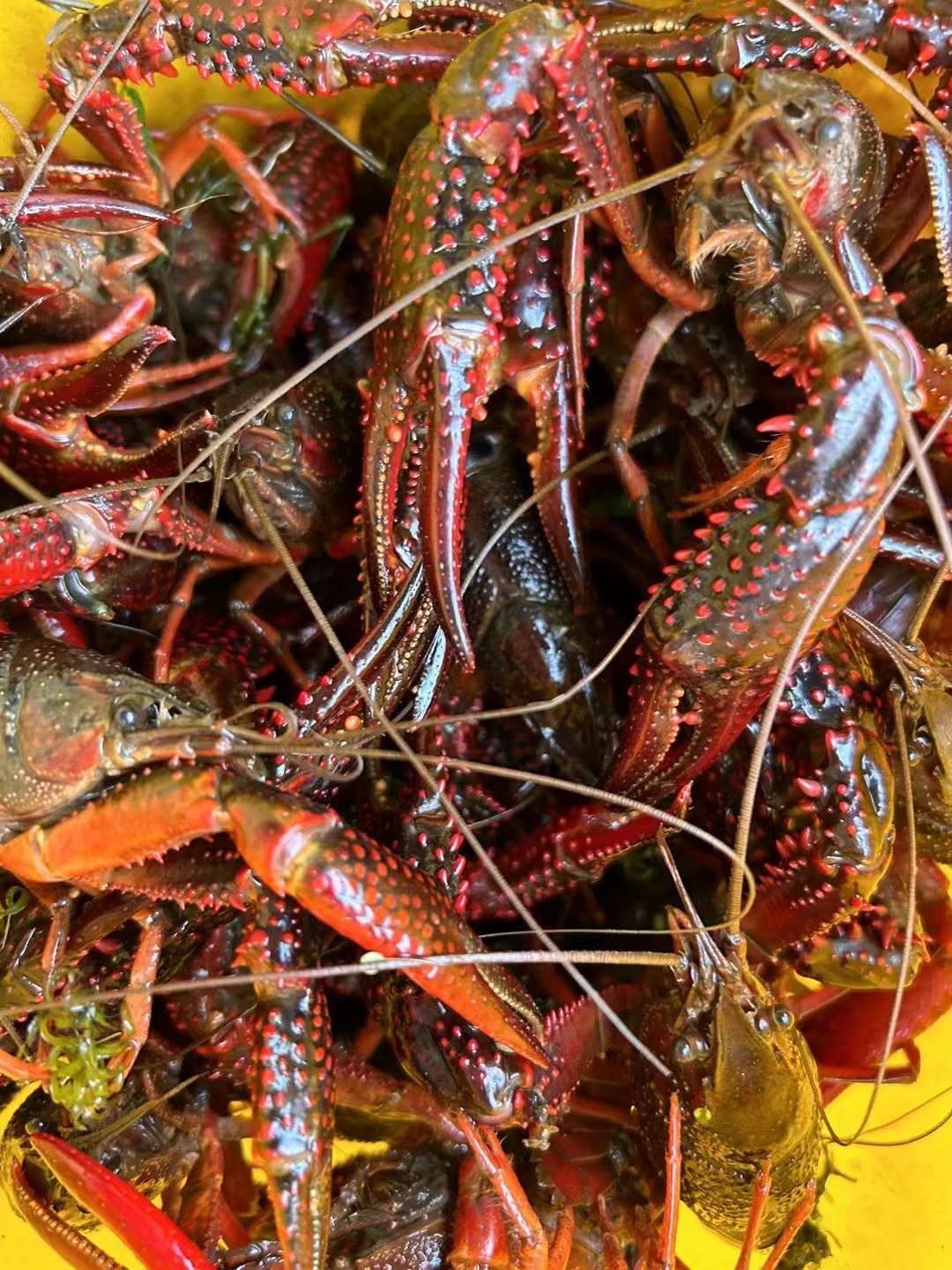 安徽当涂:小龙虾缘何"后来居上"