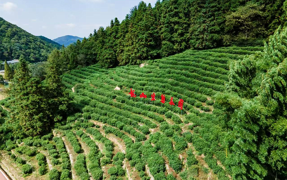 龙山生态茶园